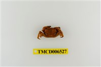 藏品(絨毛折顎蟹)的圖片